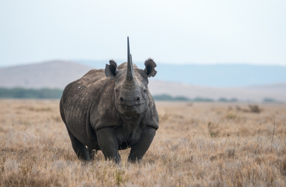 BLOG: Celebrating Historic Wins for Wildlife at CITES CoP20! | Born Free USA