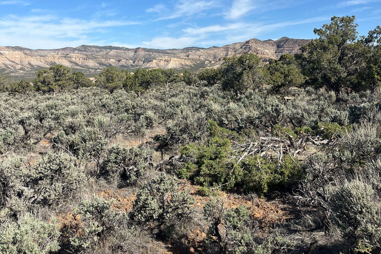 A Decade of Stewardship: Celebrating 10 Years of Conservation Success with the Bureau of Land Management in Colorado - Mule Deer Foundation