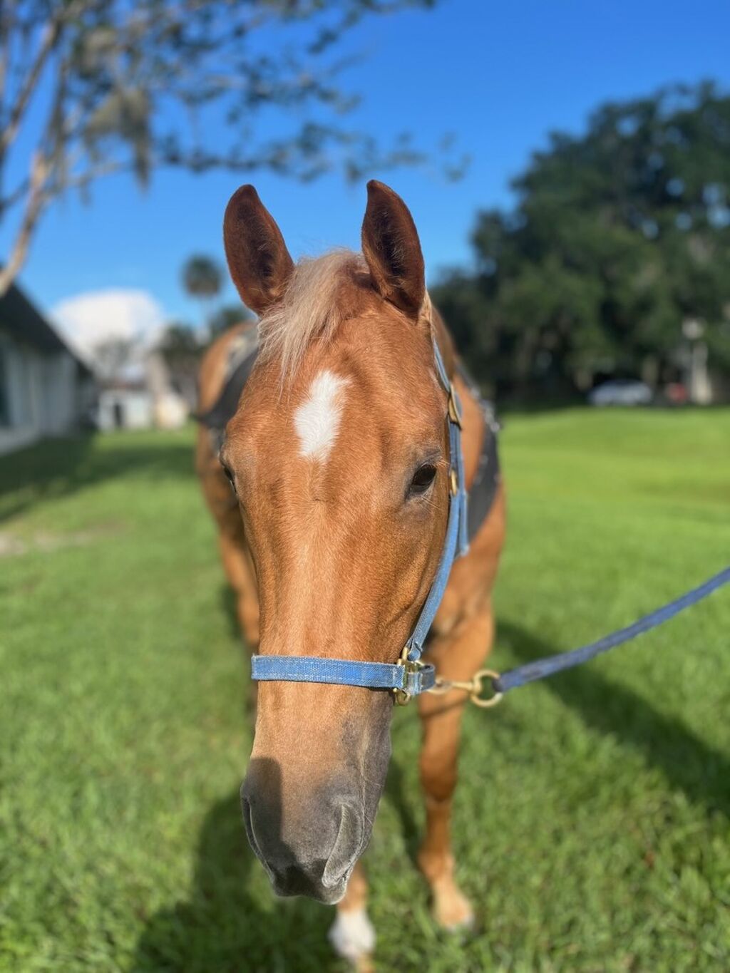 Hermes&rsquo; Success Story: Battling a Rare Colic Condition