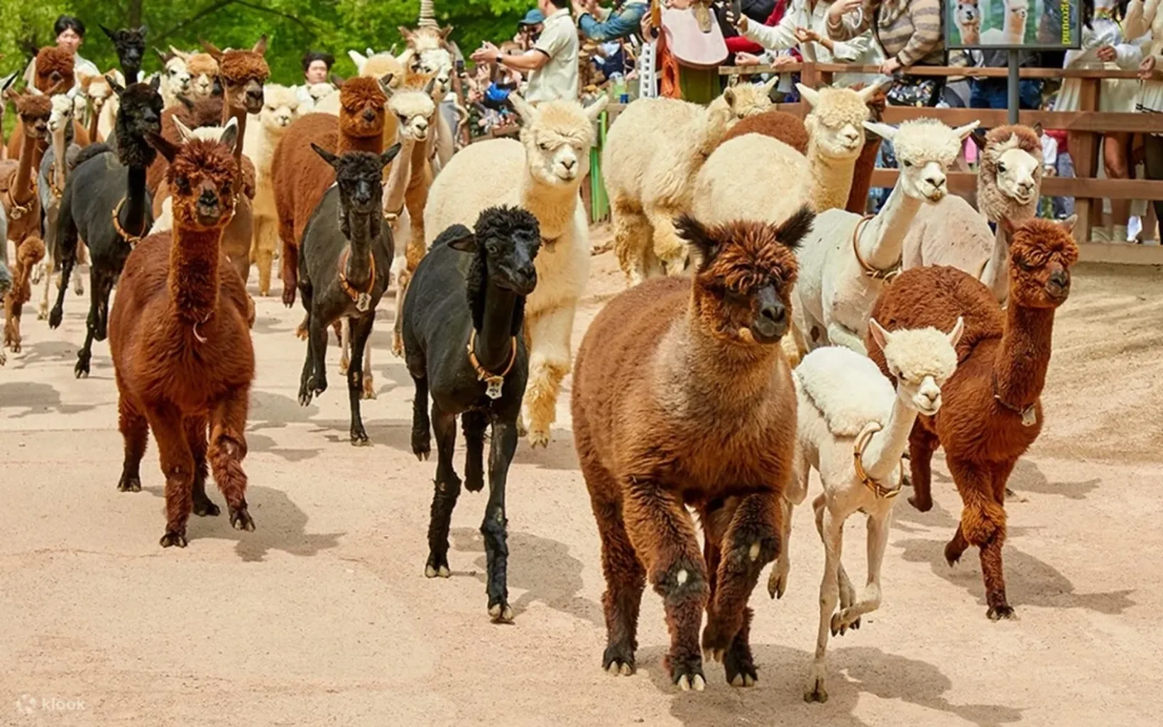 🦙✨ Alpaca World + Nami Island Private Tour (10 hrs)