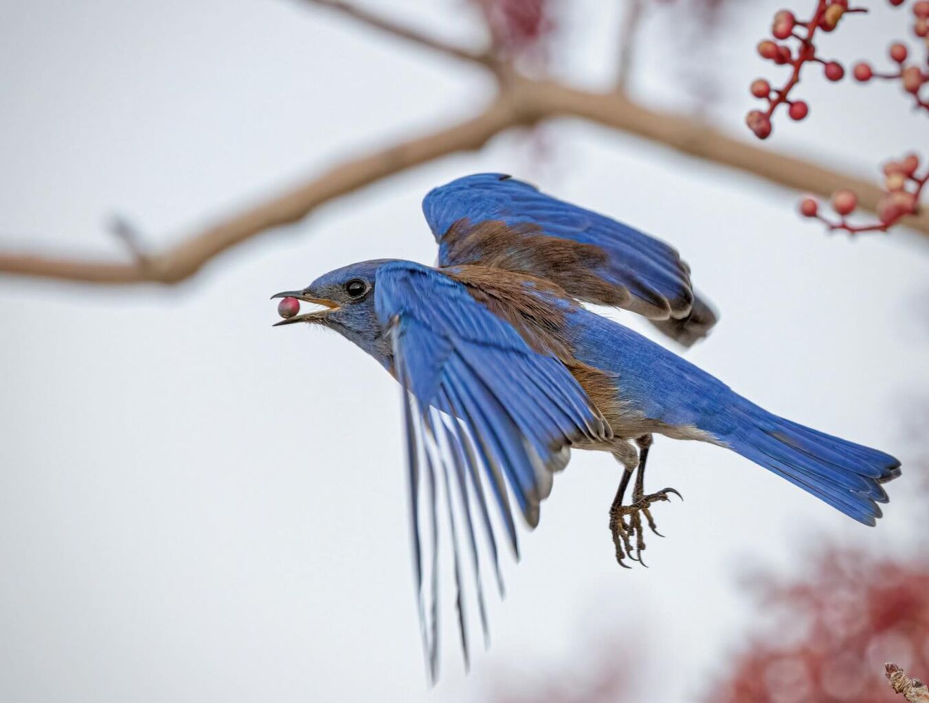 The Western Bluebird