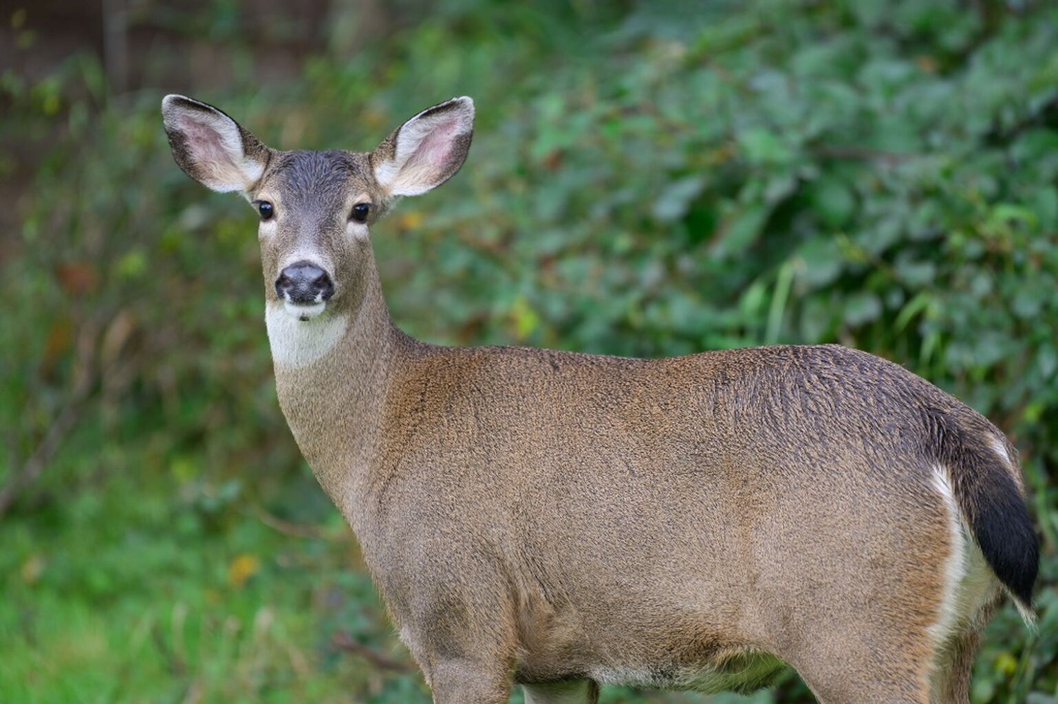 Is There Competition Between Columbian Black-tailed Deer and Roosevelt Elk?