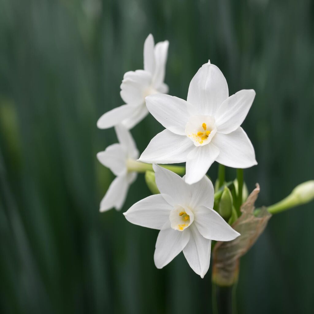 Garden Calendar: December 2025
