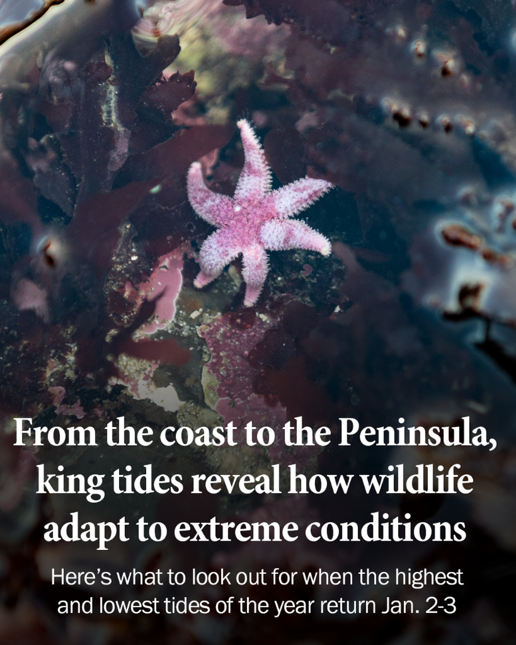 From the coast to the Peninsula, king tides reveal how wildlife adapt to extreme conditions