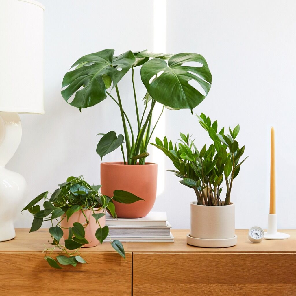Shop Plants & Planters🪴