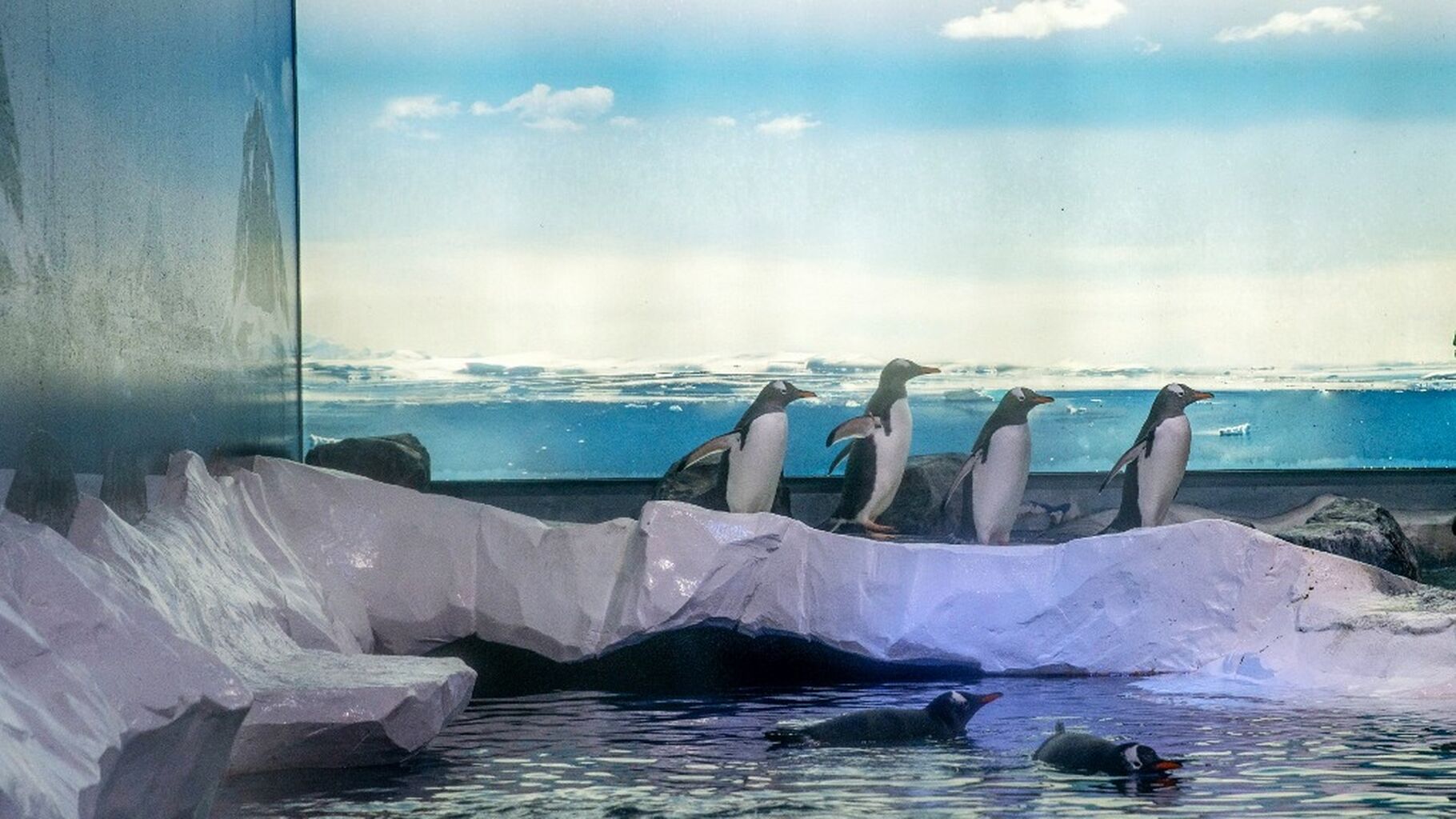 Update: Gentoo penguins at SEA LIFE