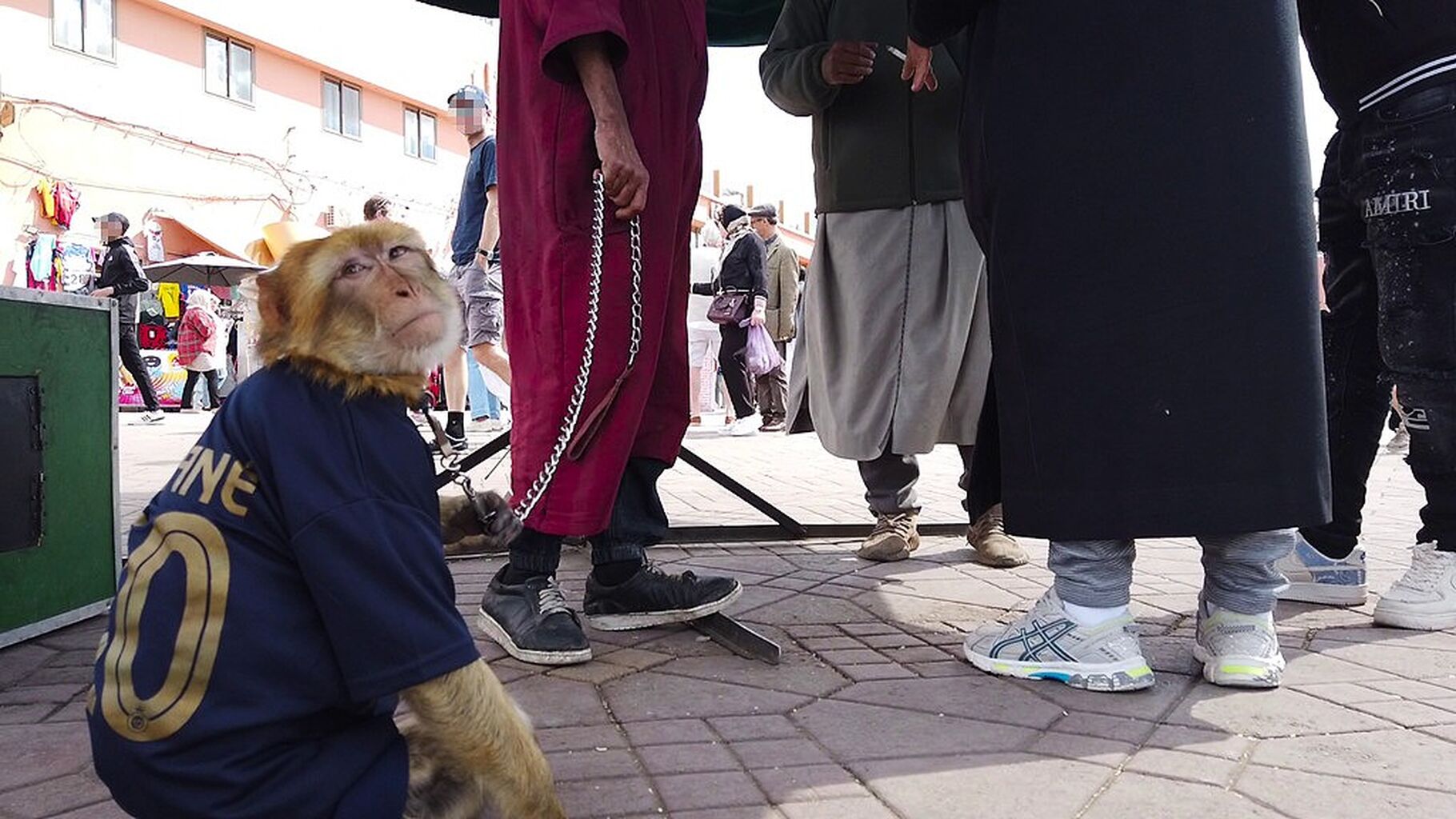 Football mania and monkey madness in Morocco