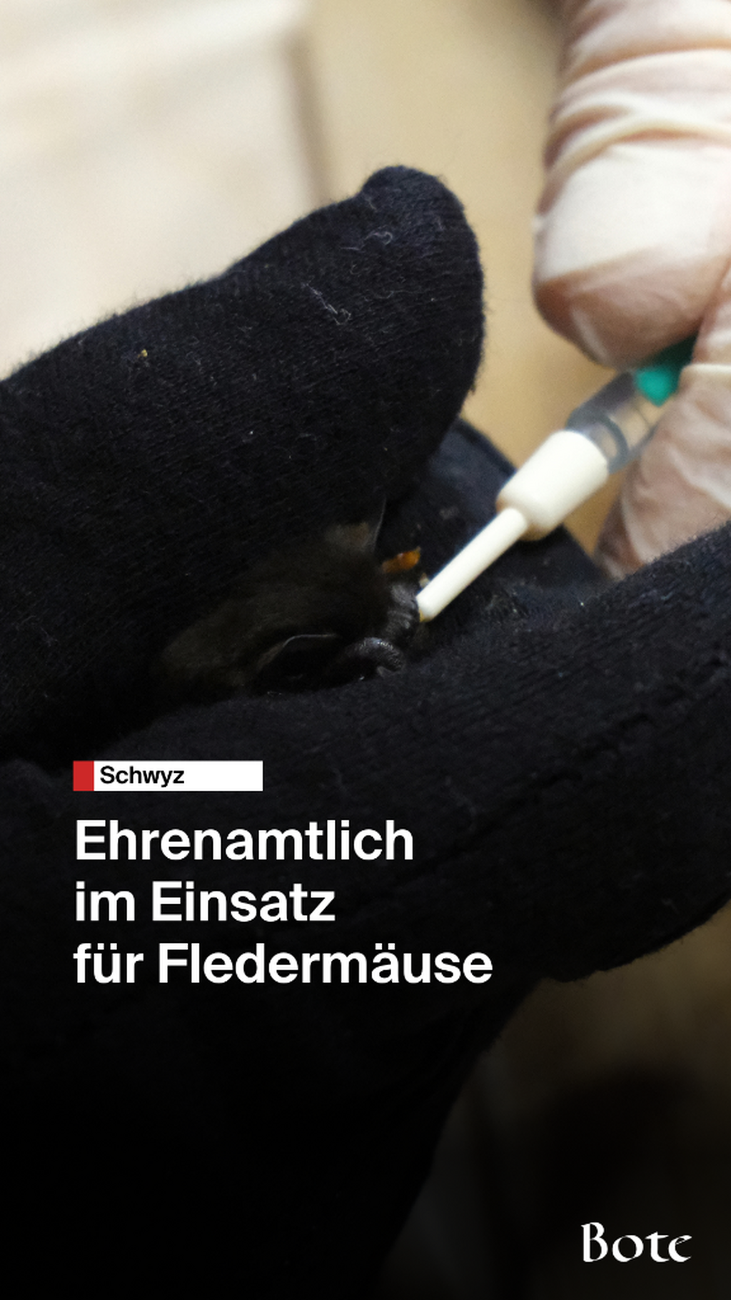 Ehrenamtlich im Einsatz f&uuml;r Flederm&auml;use