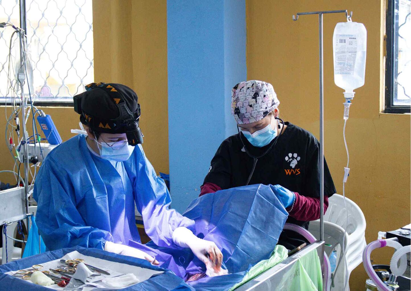 Overcoming barriers to better care: How your support has helped animals thrive in 2025 