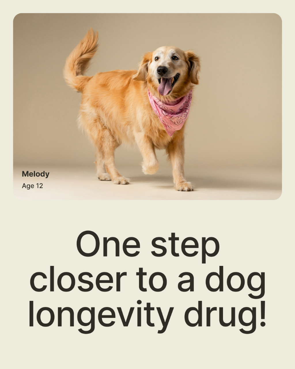 One step closer to a dog longevity drug: What LOY-002&rsquo;s safety milestone means to a practicing vet
