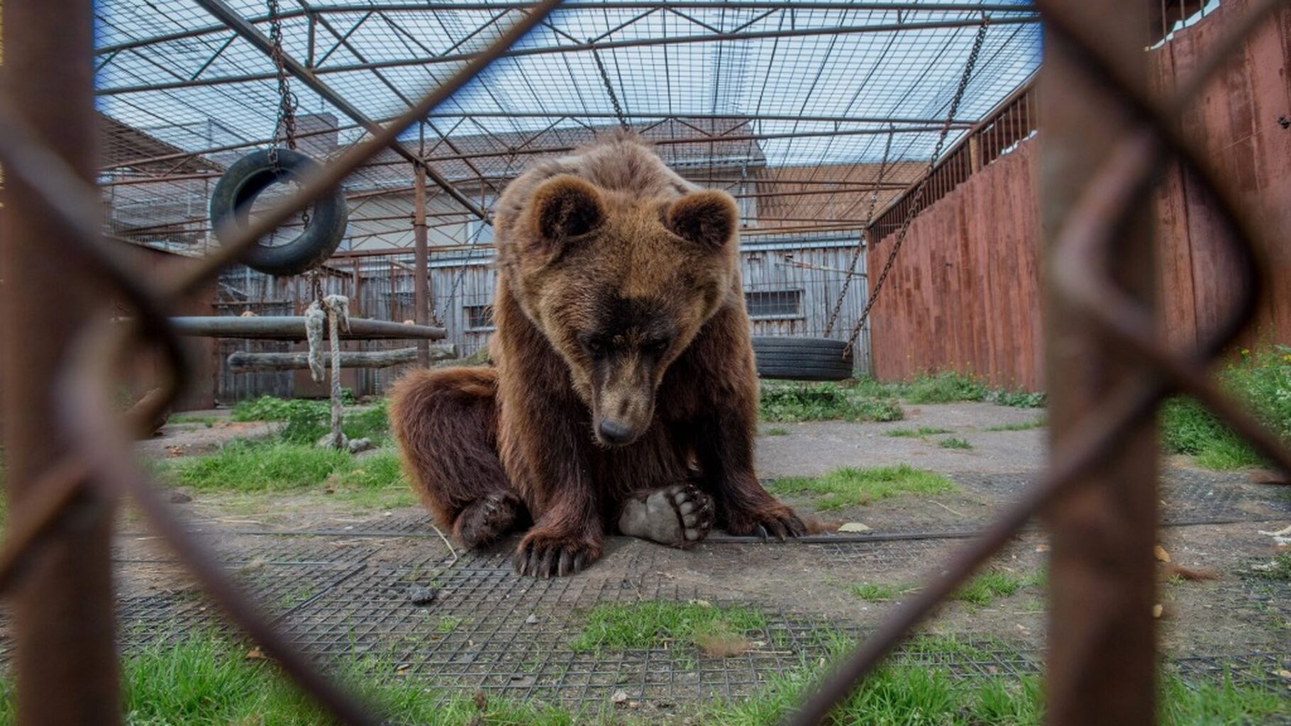 Report Online Animal Cruelty