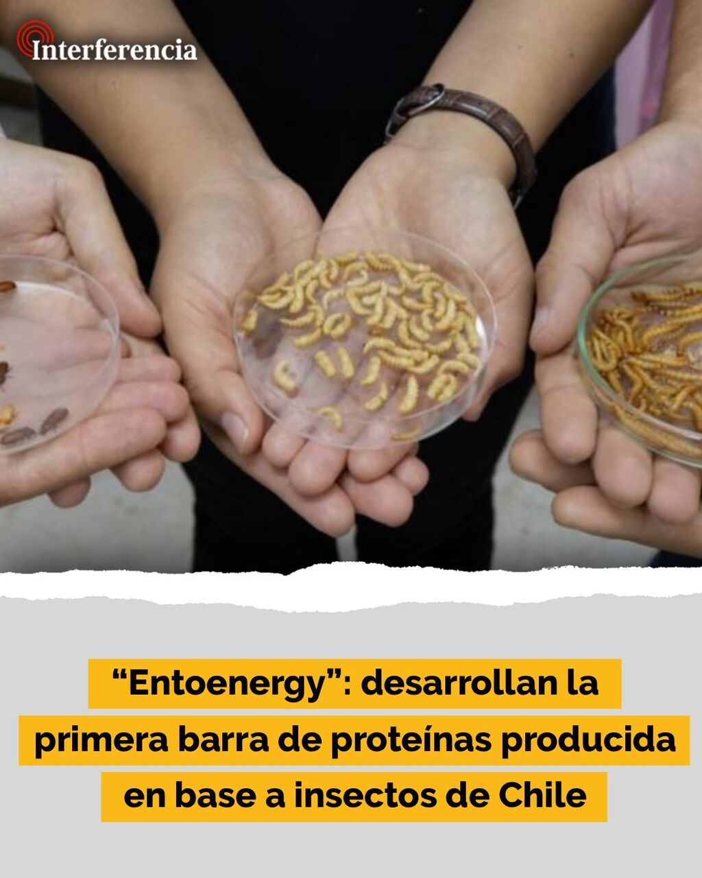 &ldquo;Entoenergy&rdquo;: desarrollan la primera barra de prote&iacute;nas producida en base a insectos de Chile