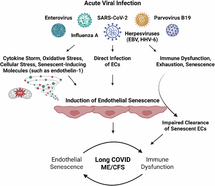 Virus-induced endothelial senescence as a cause and driving factor for ME/CFS and long COVID: mediated by a dysfunctional immune system - Cell Death & Disease