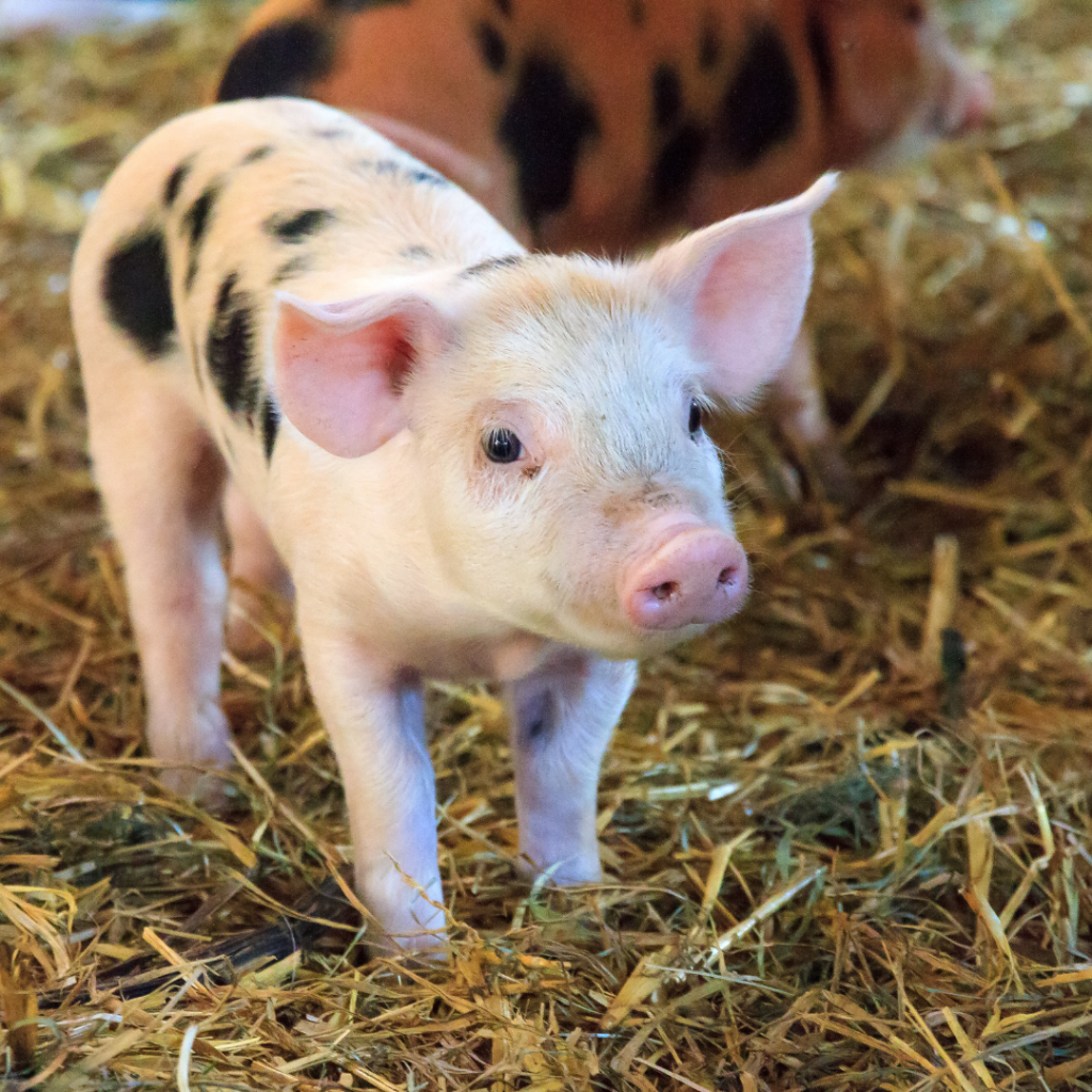 Try Vegan with Veganuary
