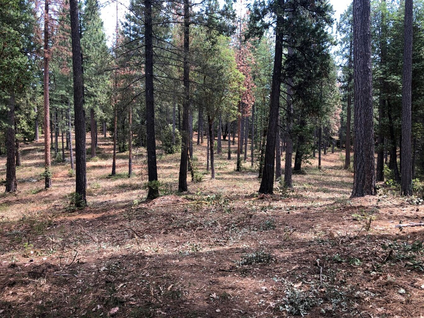 Eldorado National Forest - Wildfire Restoration and Forest Health