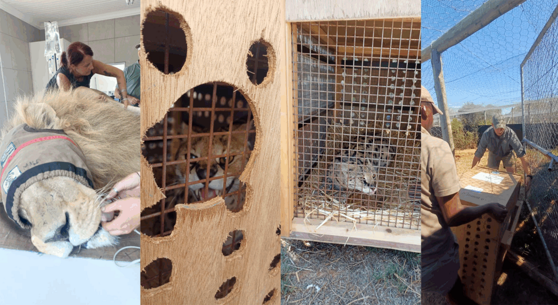 Emergency Wildlife Appeal