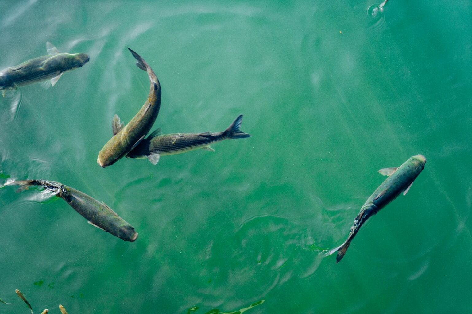 Fish hatcheries