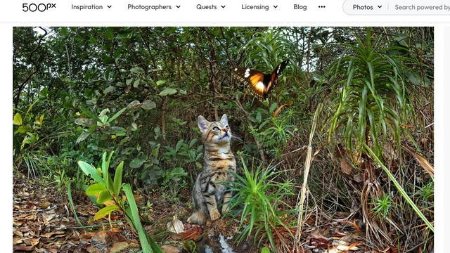 My 500PX Images