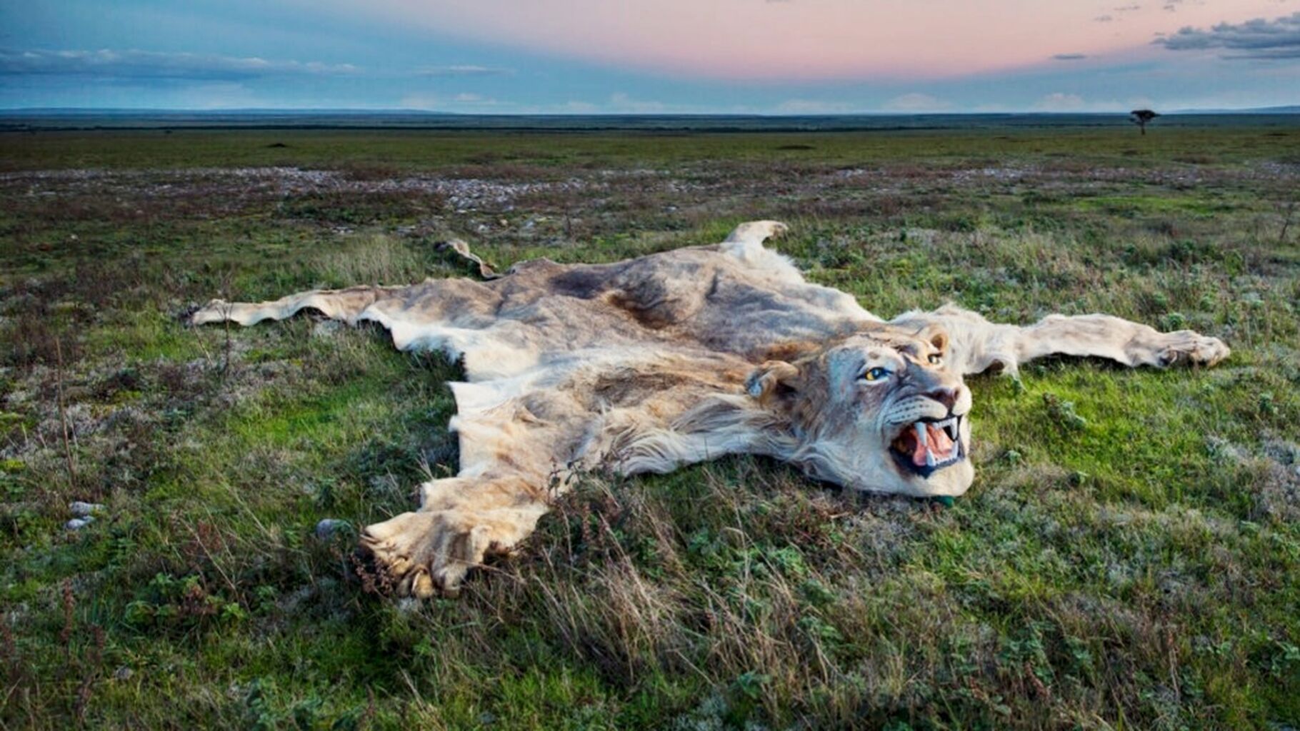 Ban Trophy Hunting Imports
