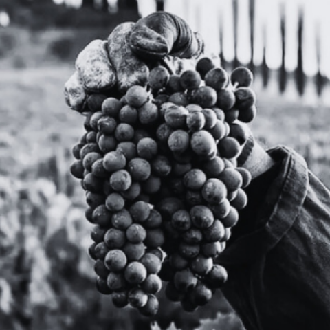 Italy&rsquo;s Most Iconic and Enduring Red Variety
