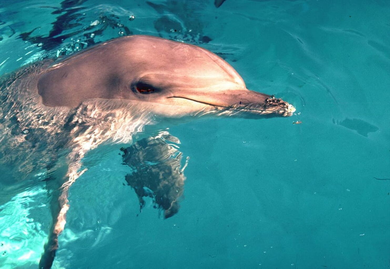 Vote for Dolphin Freedom