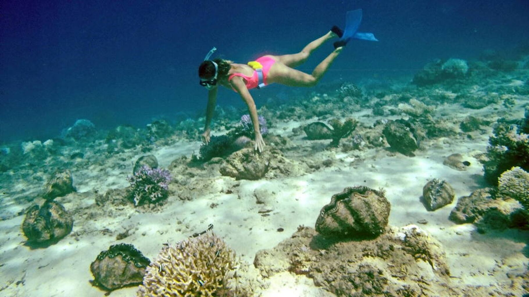 12 Steps to More Giant Clams