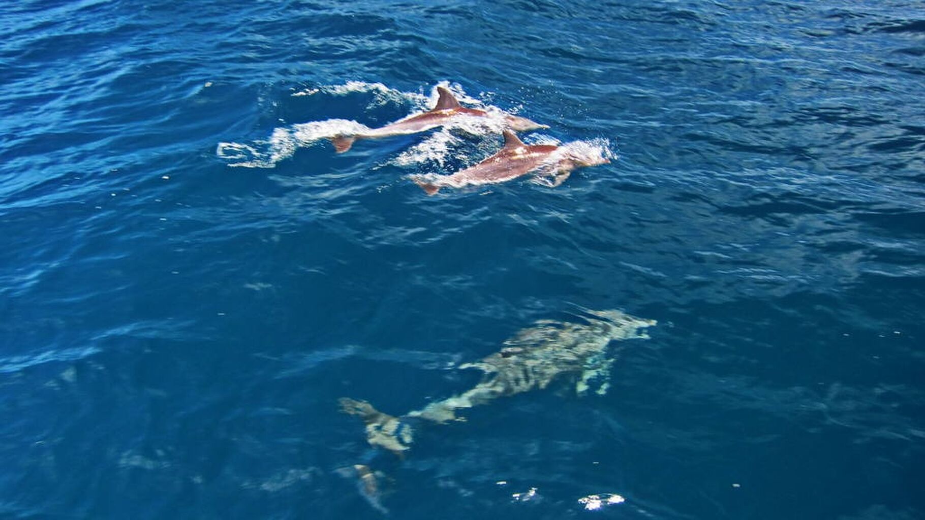 🐬Dolphin Liberation Update 😀