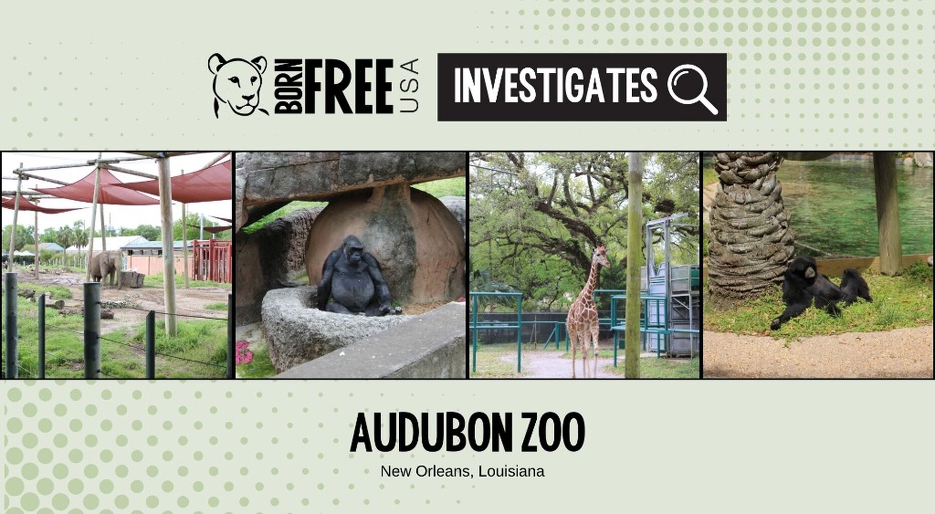 DIVE DEEPER: Audubon Zoo Investigation (2026) | Born Free USA