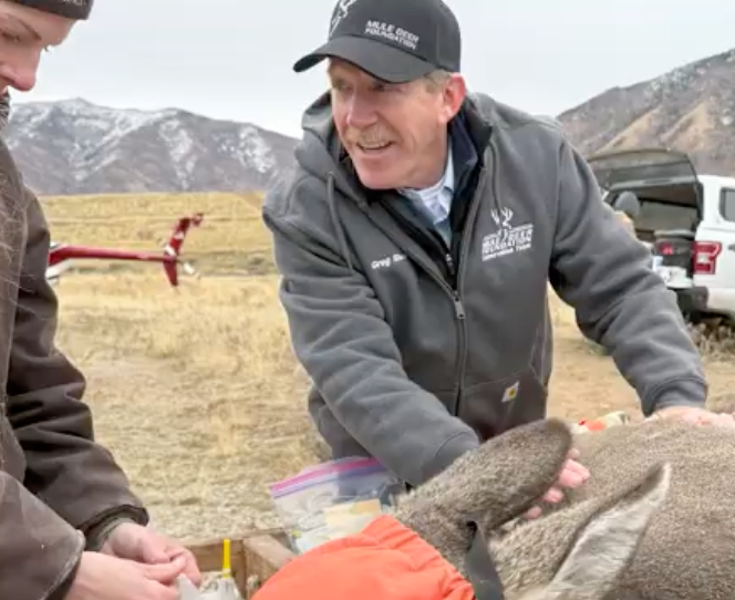 Collaring Mule Deer for Research in Utah