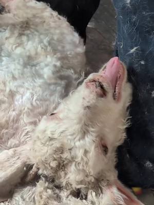 Petition Mohair Paul Smith