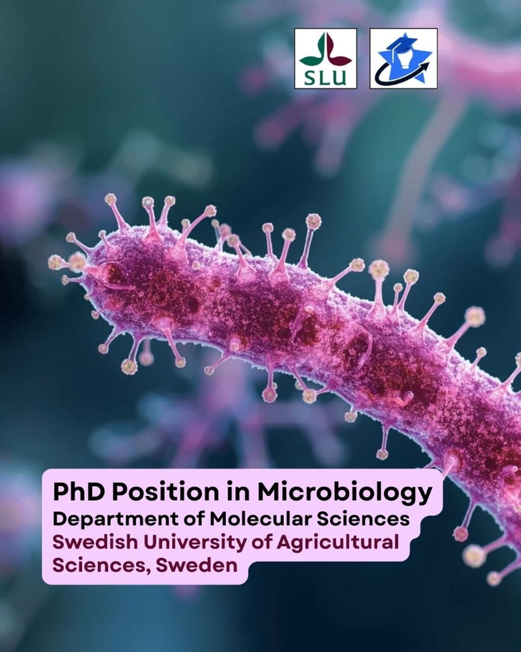 PhD position in Microbiology