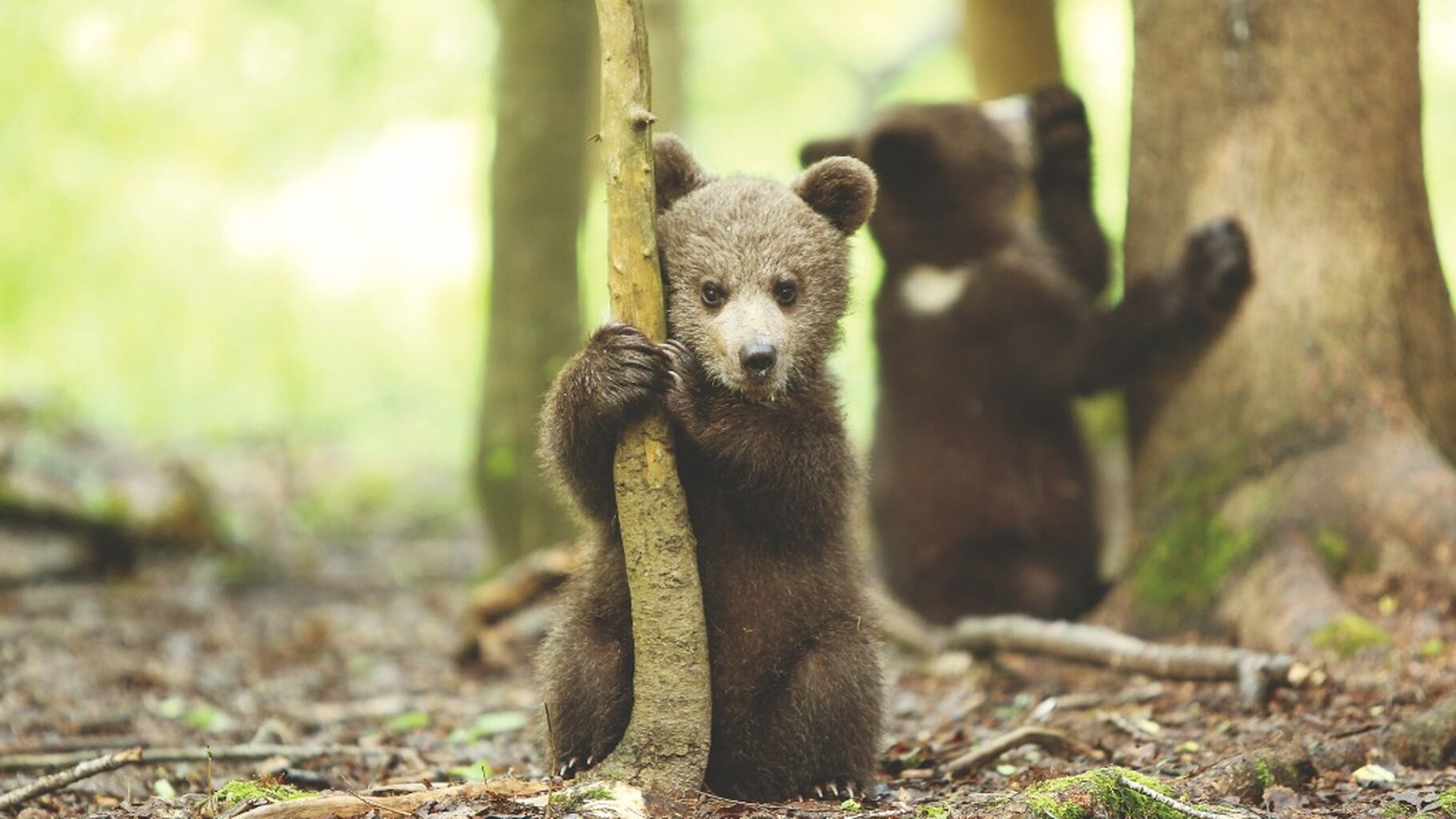 Born Free Educator Hub