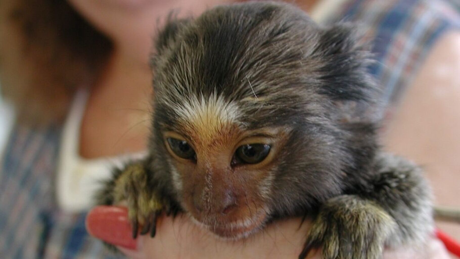 New Pet Primate Legislations