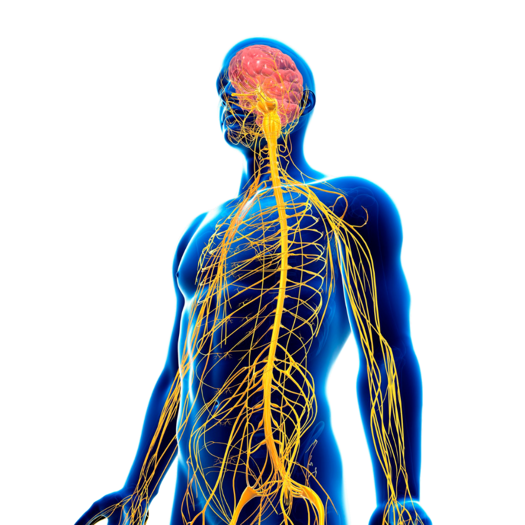 Book Professional Therapeutic Bodywork 