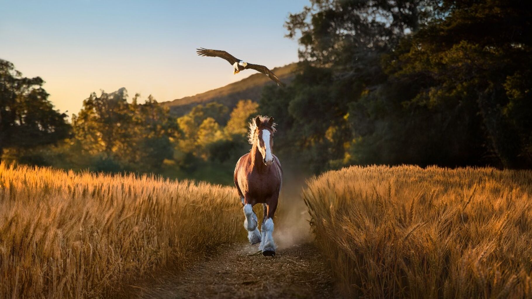 Budweiser lets &lsquo;Free Bird&rsquo; fly in its Americana-packed Super Bowl spot