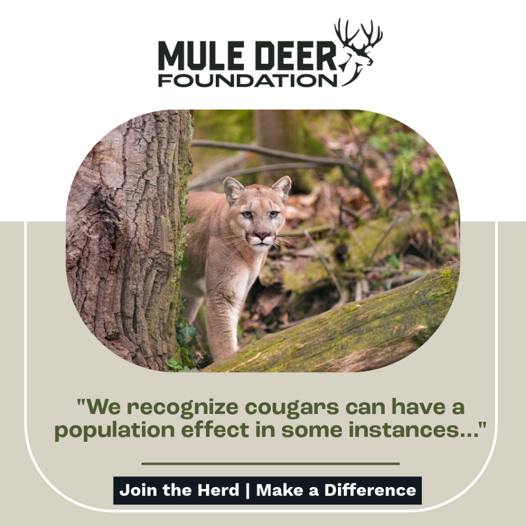 Utah Is Culling Cougars to See If It Helps Deer. Houndsmen Aren&rsquo;t Happy About It