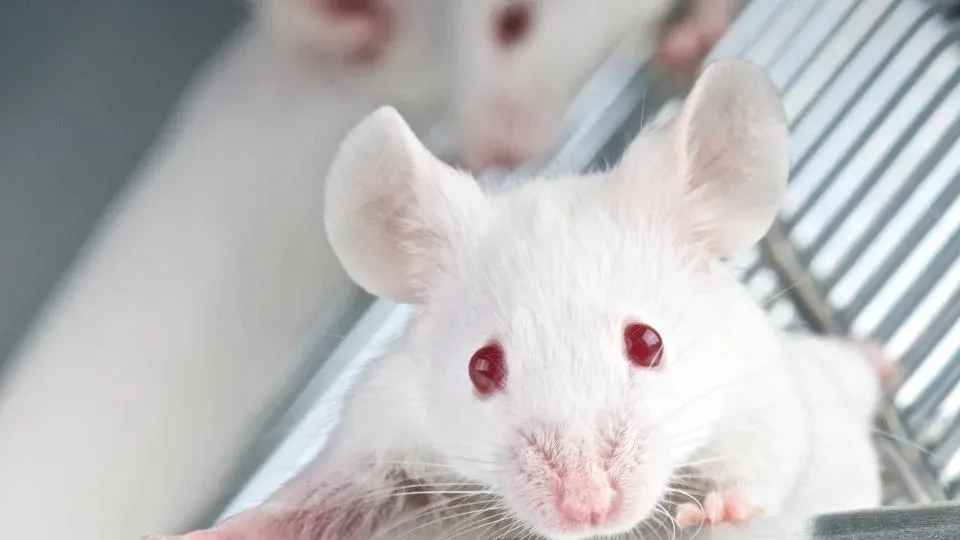 Cient&iacute;ficos eliminan, por primera vez, el c&aacute;ncer de p&aacute;ncreas m&aacute;s agresivo en ratones
