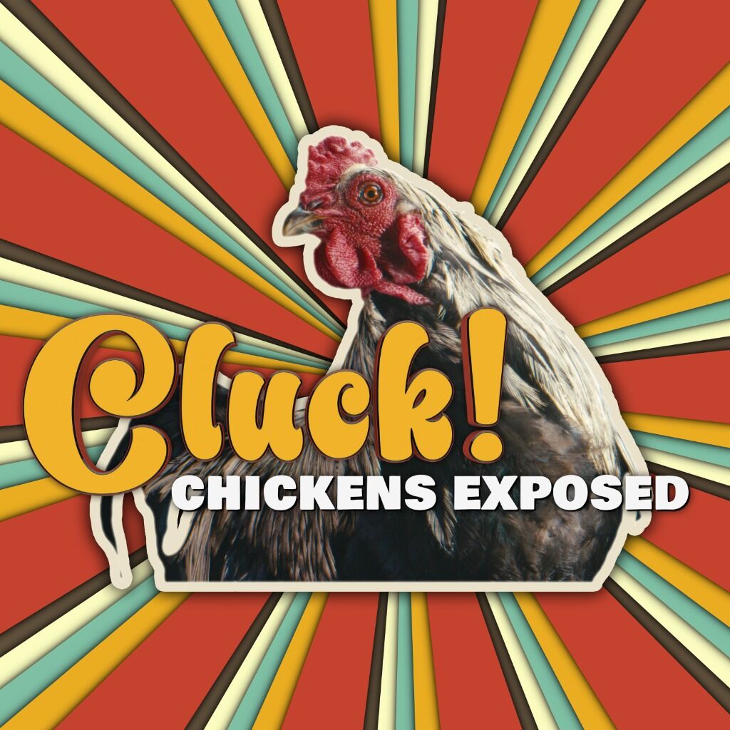 Cluck! Chickens Exposed (YouTube)