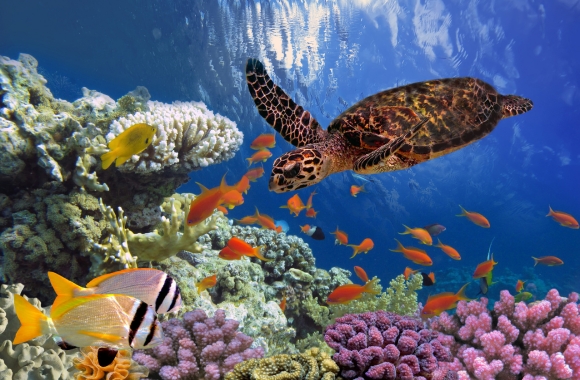 BLOG: Celebrating Major Wins for Marine Wildlife and Habitats with High Seas Treaty, CITES Protections, and Trafficking Seizures | Born Free USA