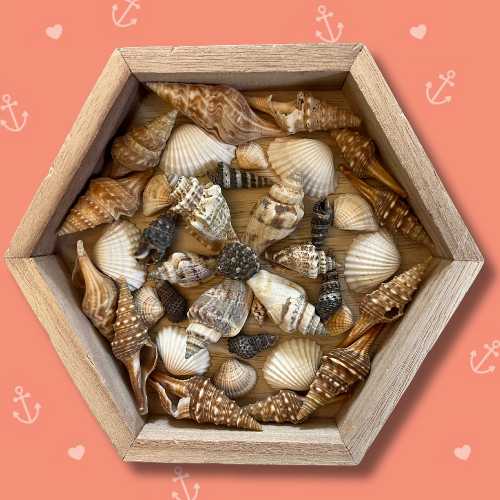 Feb 14 - Sailor's Valentine Workshop 
