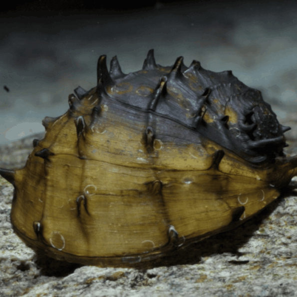 Spiny/Fruit Nerite Snail (Neritina juttingae)