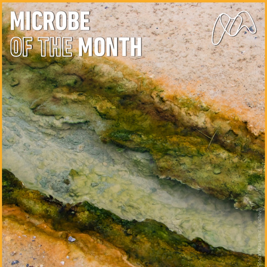 Microbe of the Month - February 2026