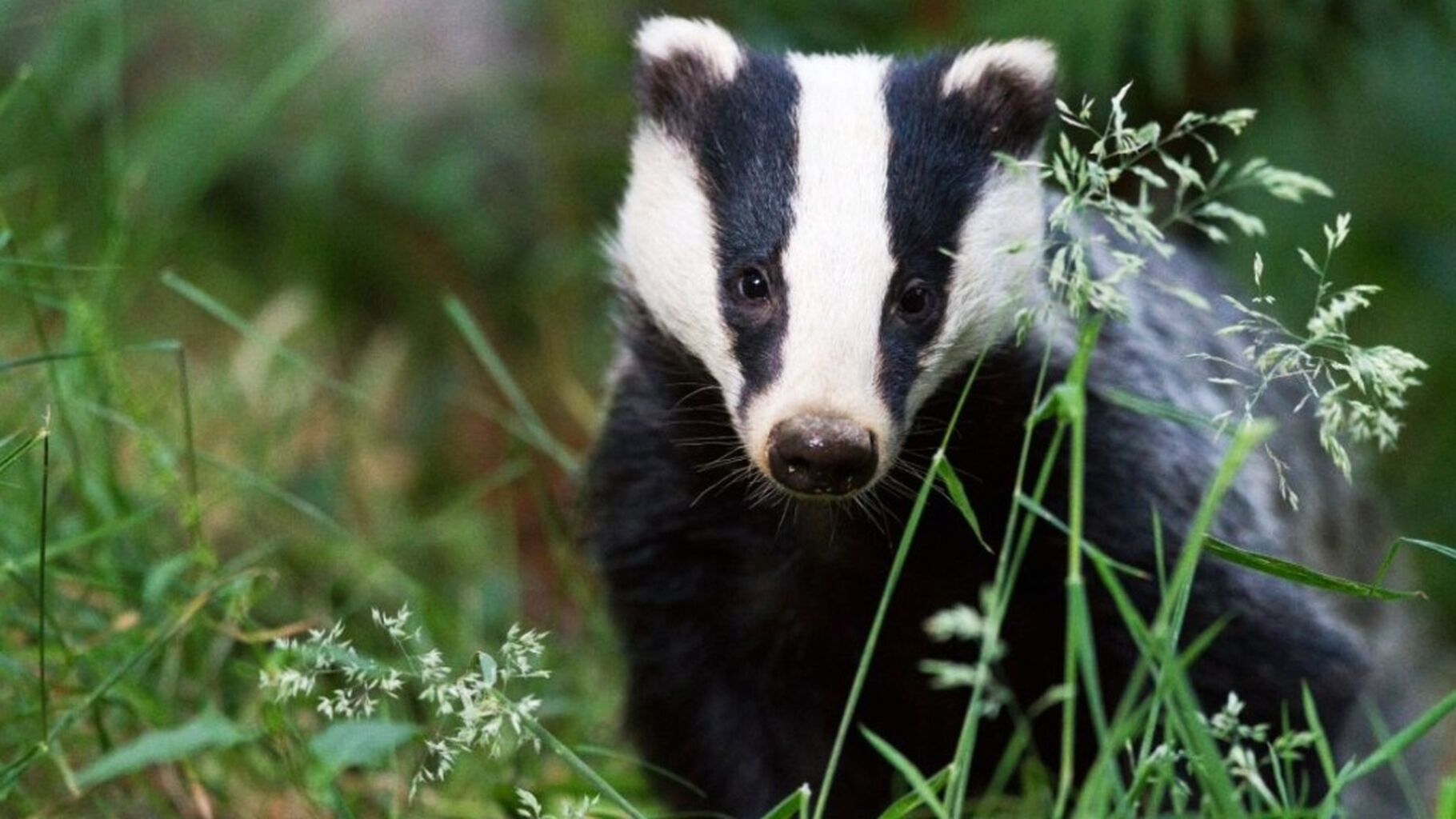 Positive step for badgers