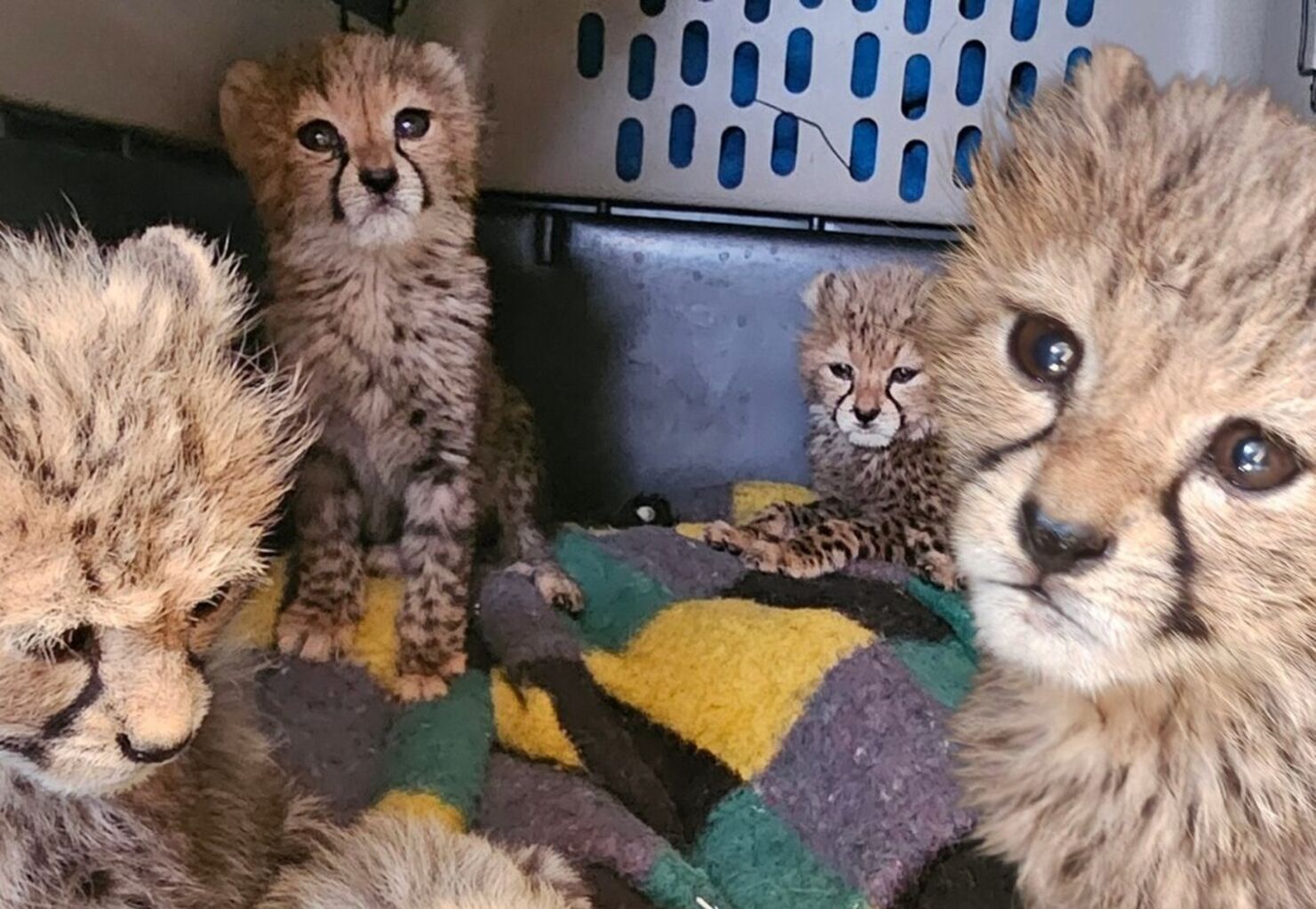 Cheetah Cub Emergency