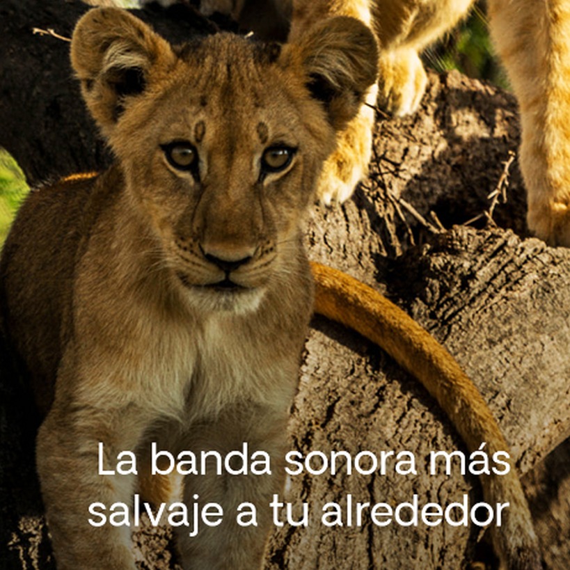 Safari