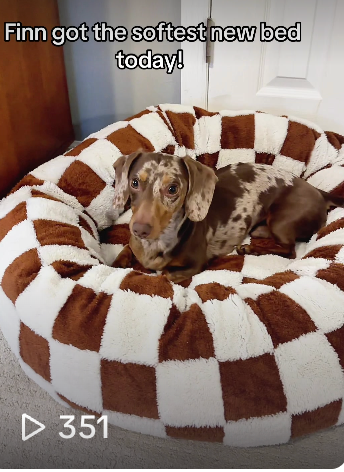 softest removable cover dog bed