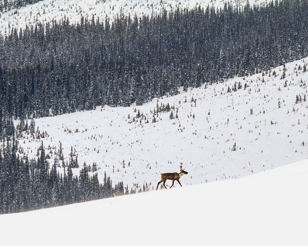 We are taking Canada to court over caribou protections