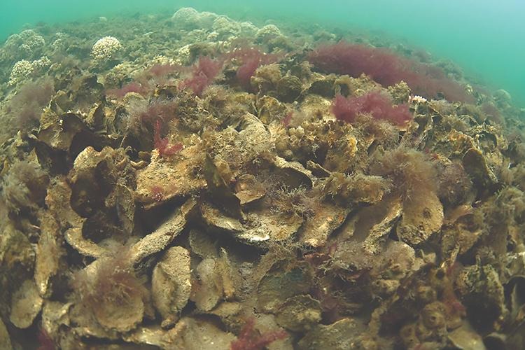 Become an Oyster Gardener