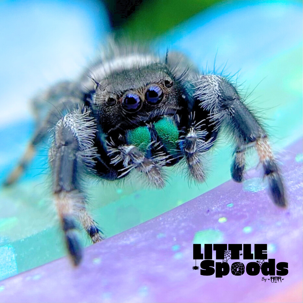 ✨ADOPTED✨ White banded Apalachicola juvenile male - ONYX-1-69