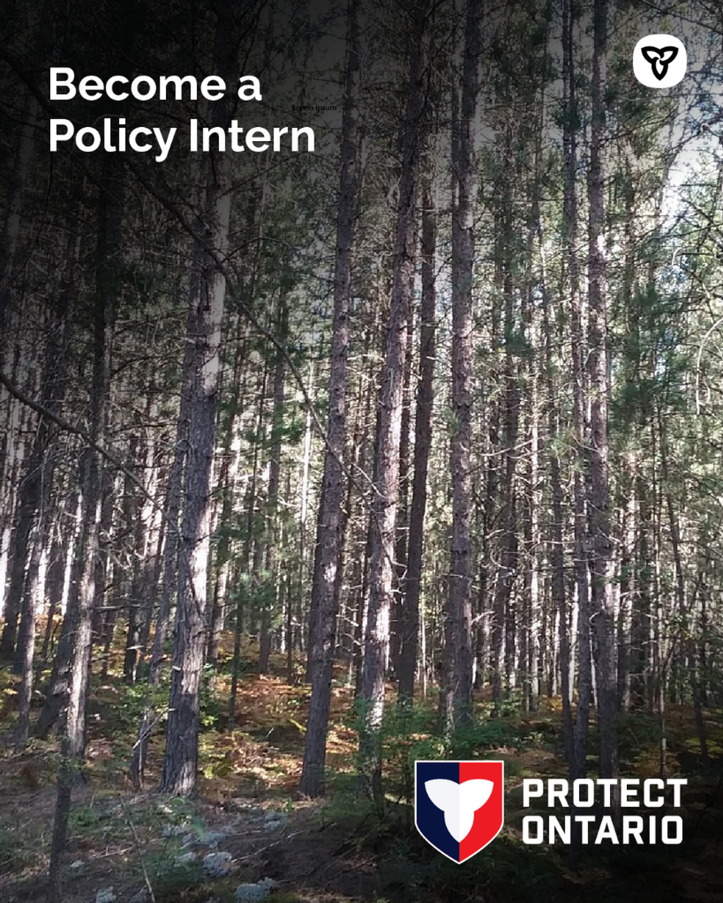 Forestry Interns